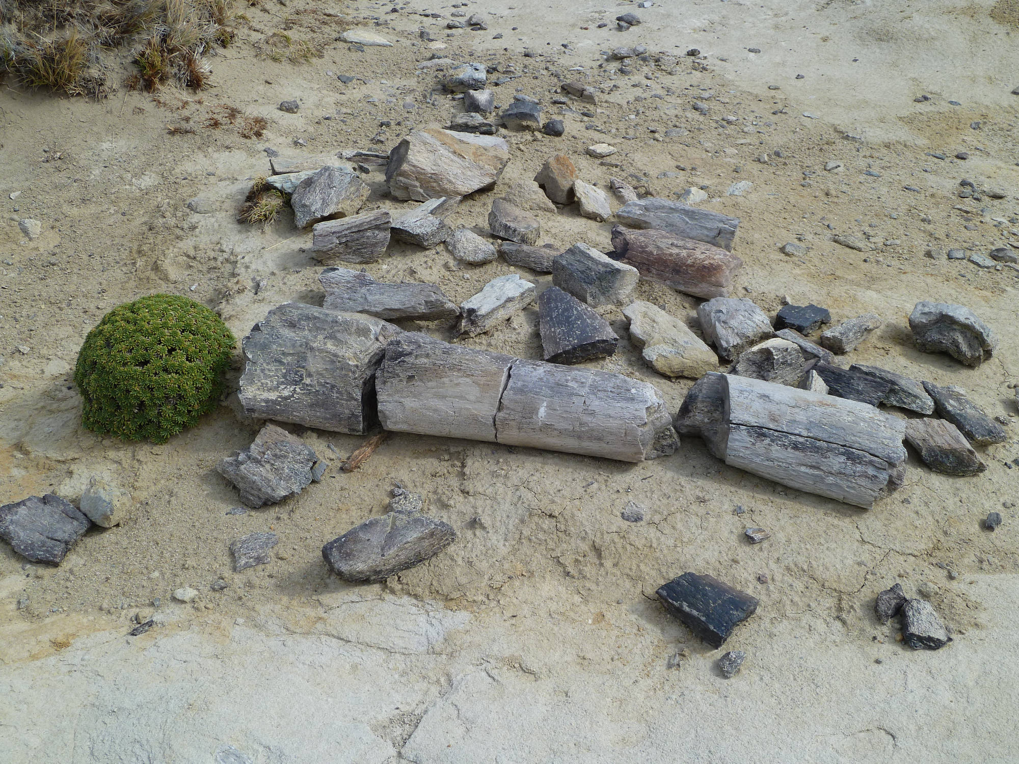 Fossile Saurierknochen