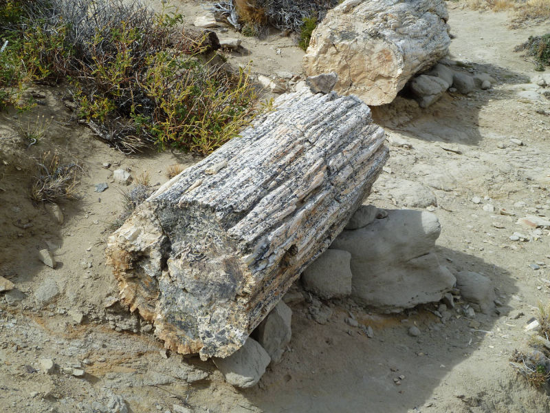 Vesteinerte Baumstämme