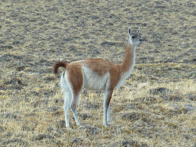 Guanaco