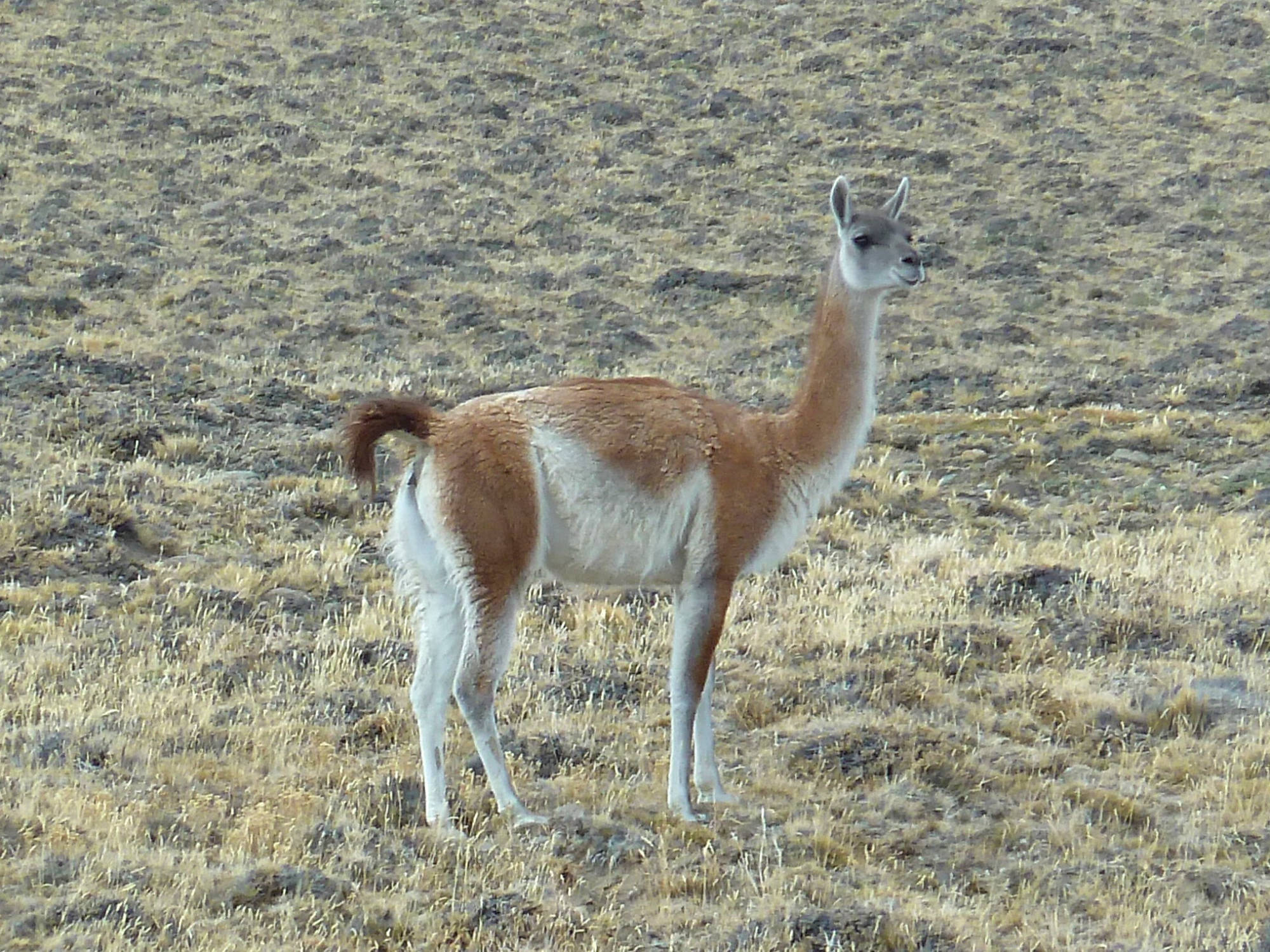 Guanaco
