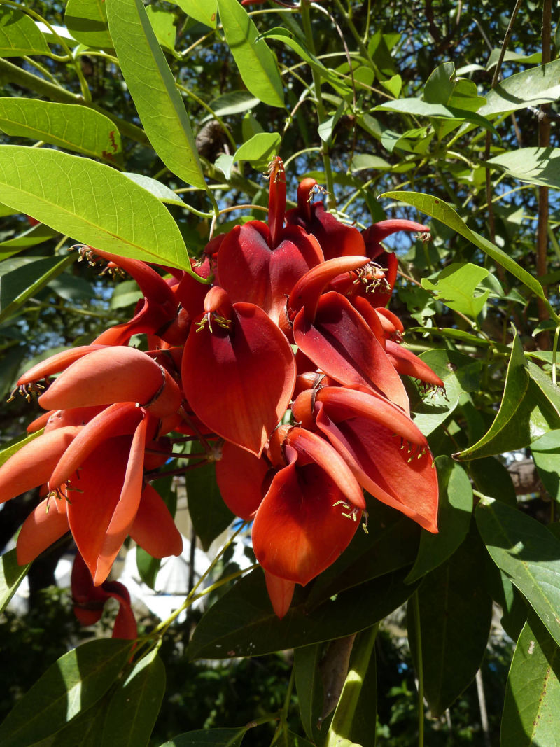 Ceibo (Korallenbaum), Nationalblume Argentiniens