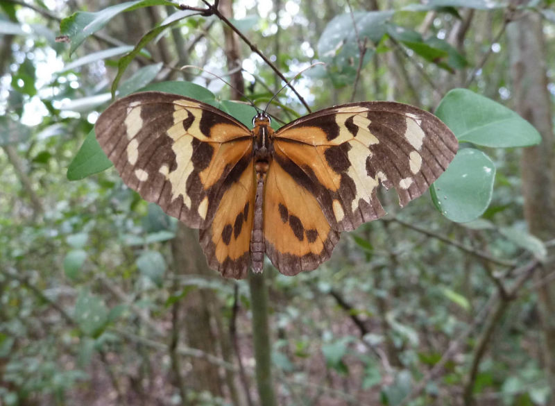 Orange Tiger (Danaus Genutia)