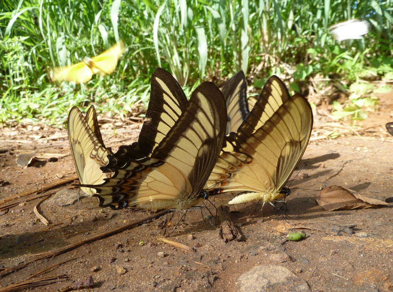 Schwalbenschwanz (Papilio Machaon)