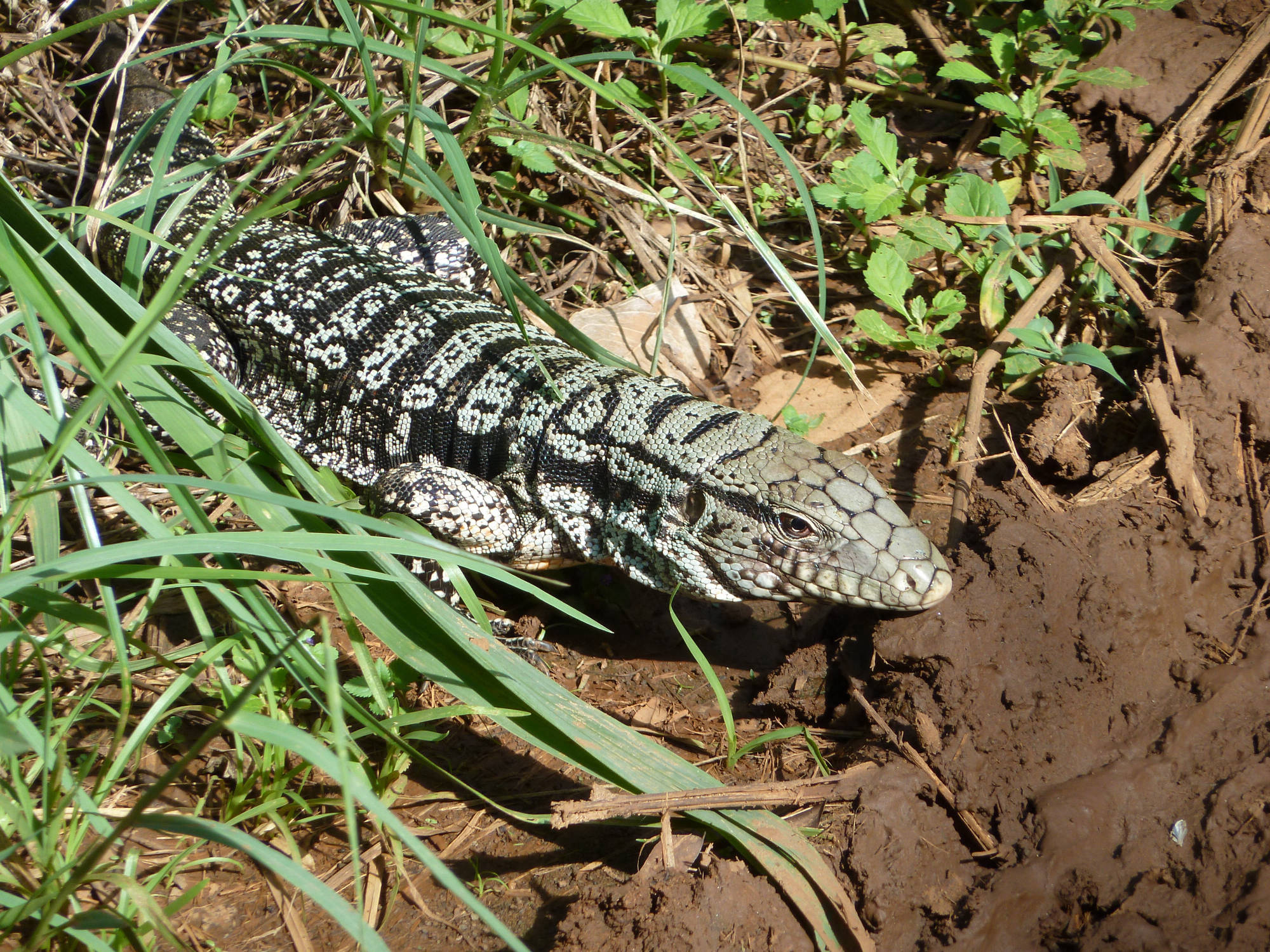 Goldteju (Tupinambis teguixin)