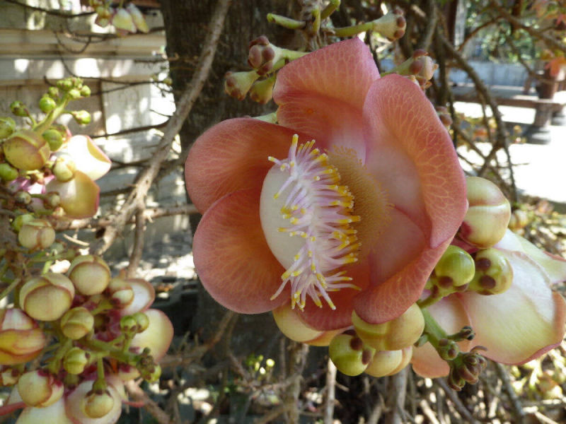 Blüte des Kanonenkugelbaums