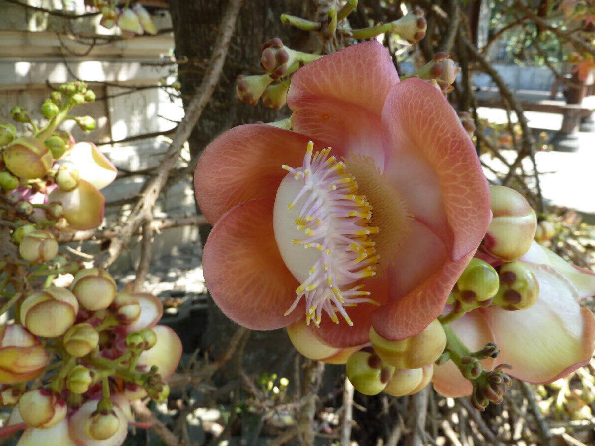 Blüte des Kanonenkugelbaums