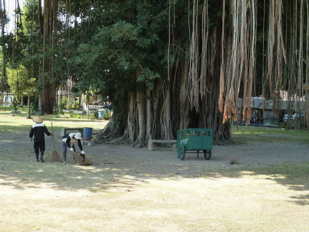 Banyan Baum