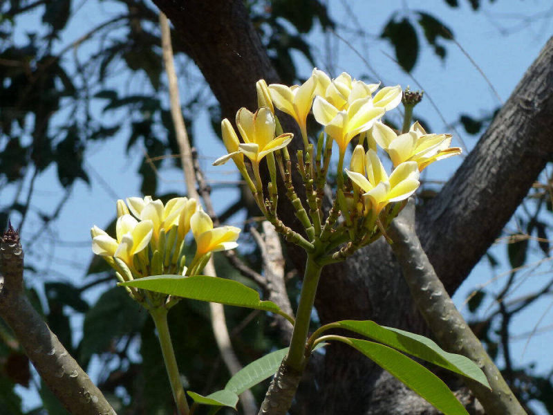 Frangipani