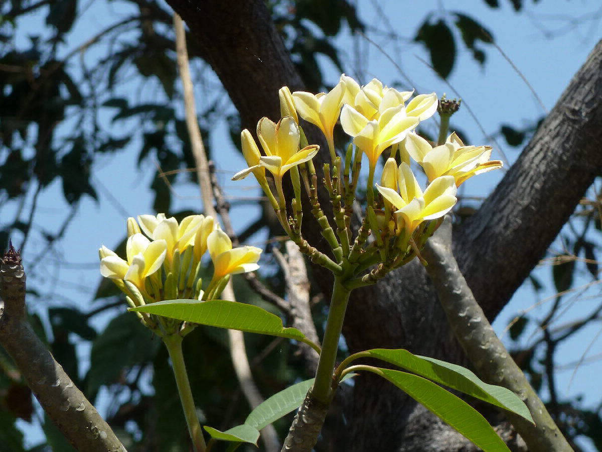 Frangipani
