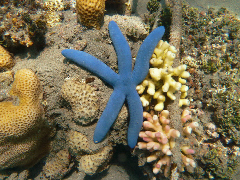 Blauer Seestern (Linckia laevigata)