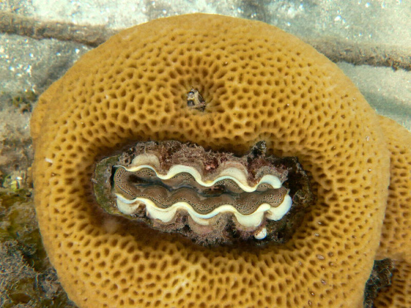 Riesenmuschel im Schwamm