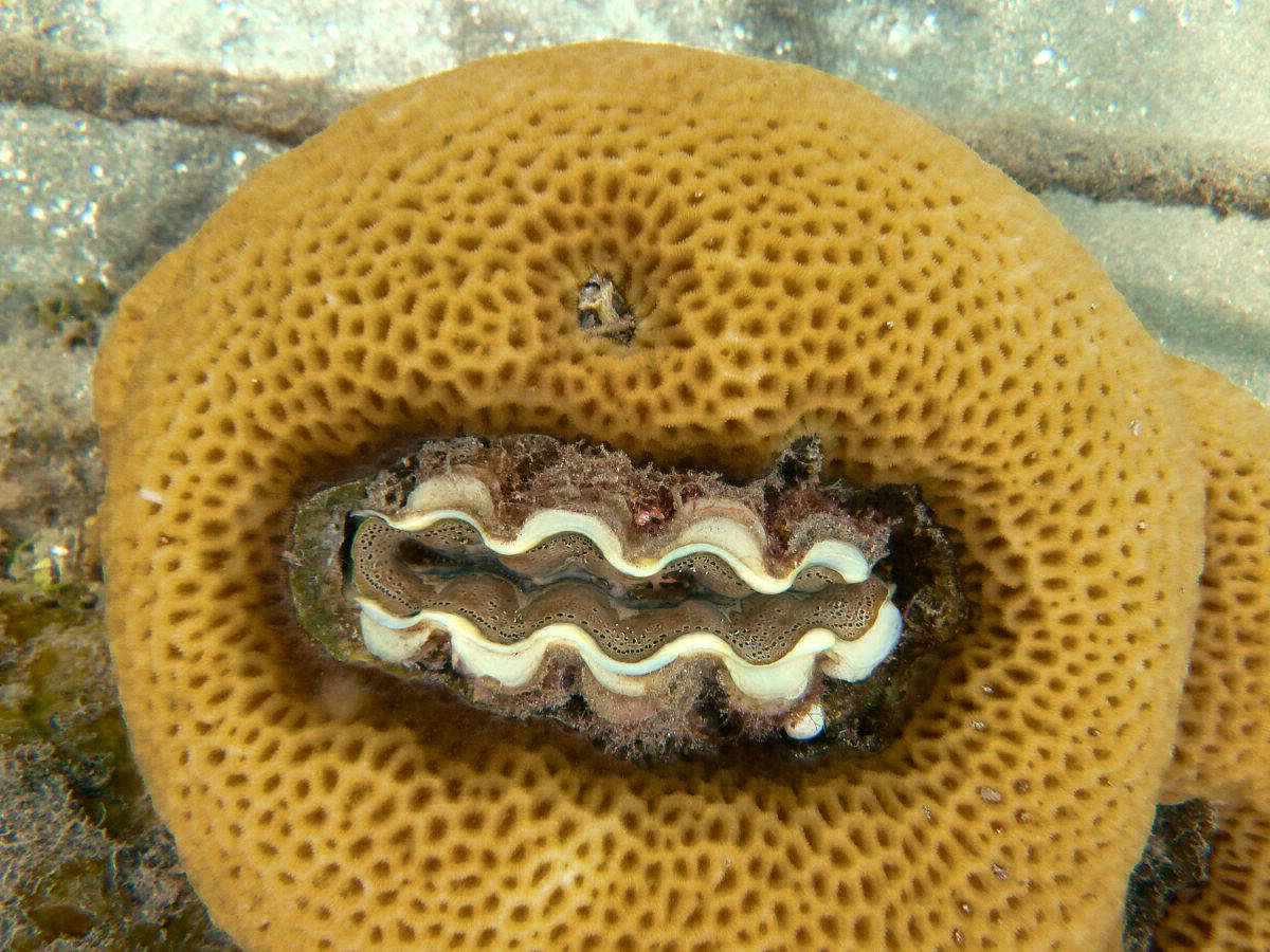 Riesenmuschel im Schwamm