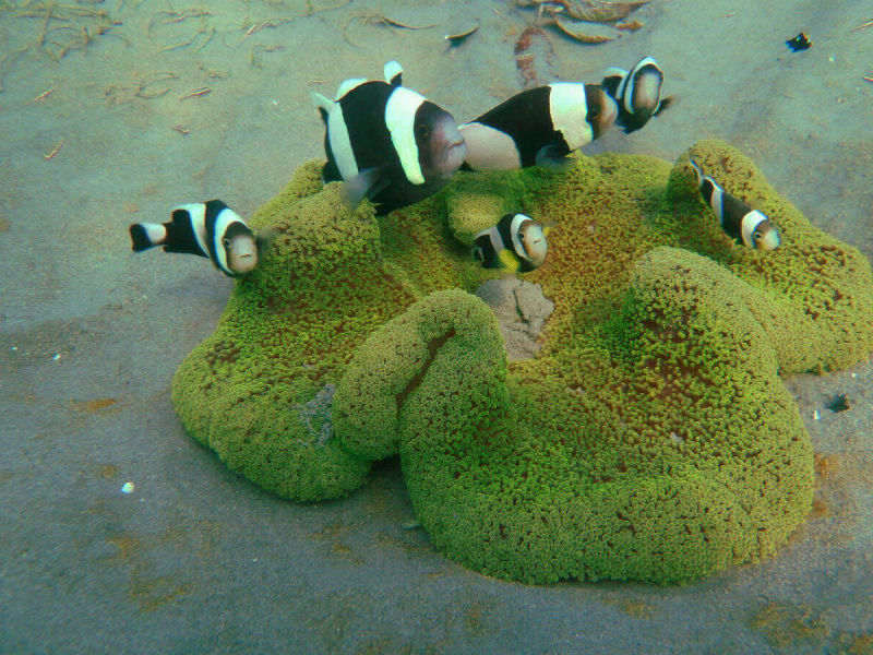 Anemonenfische