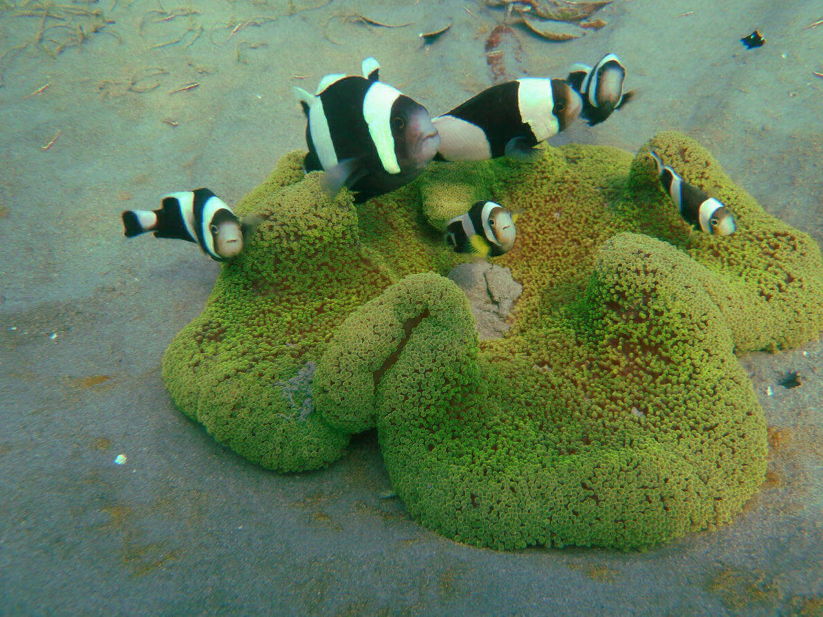 Anemonenfische