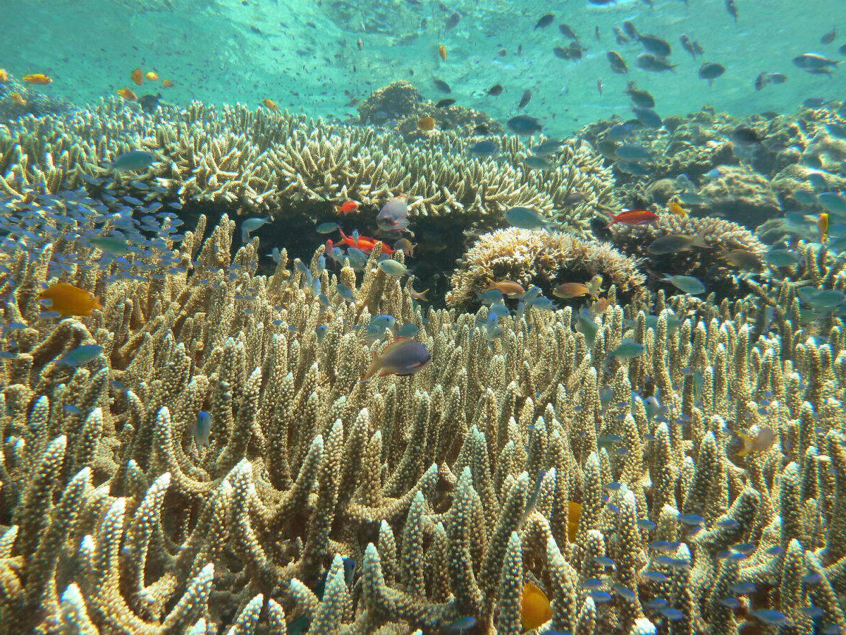 Bunte Unterwasserwelt Balis