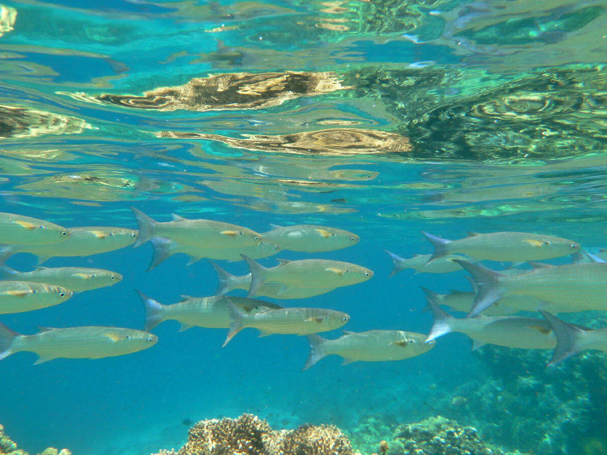 Unter Wasser bei Permuteran