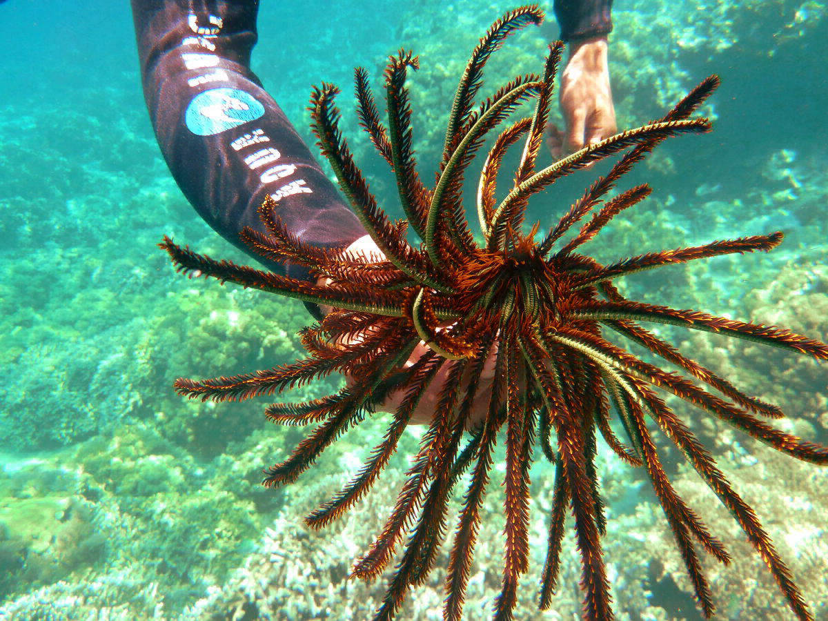 Skurrile Unterwasserwelt: Federstern (Comaster schlegelii)