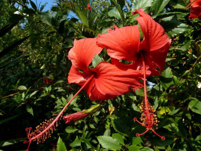 Hibiskus