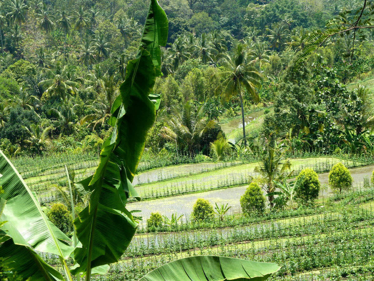 Plantage auf Bali