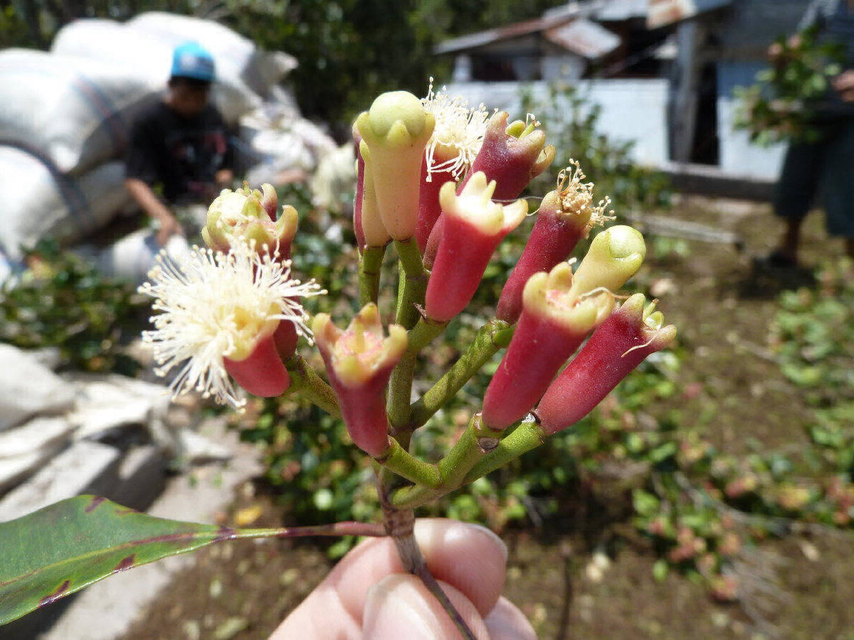 Frische Gewürznelken