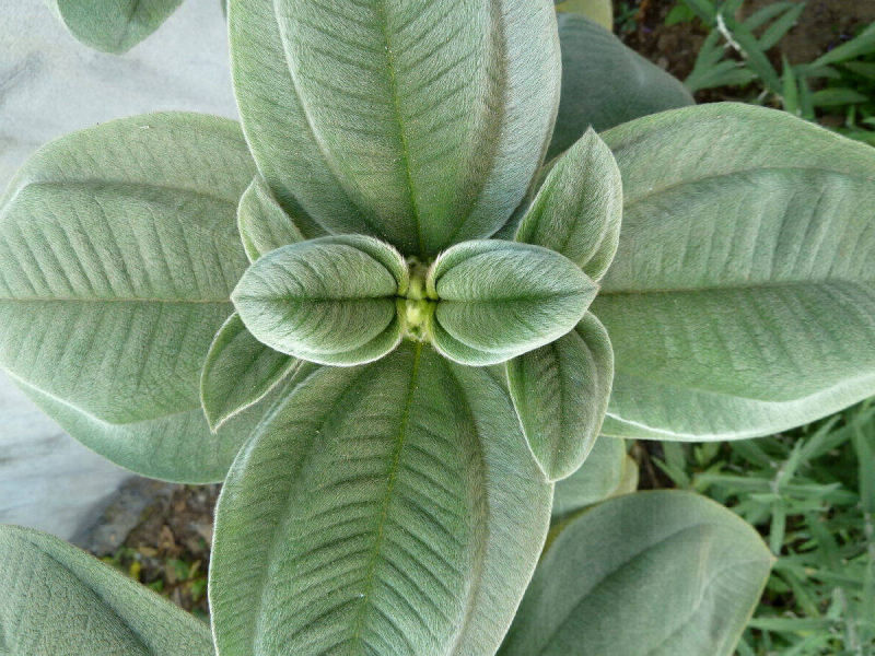 Glory Flower (Tibouchina Grandiflora)
