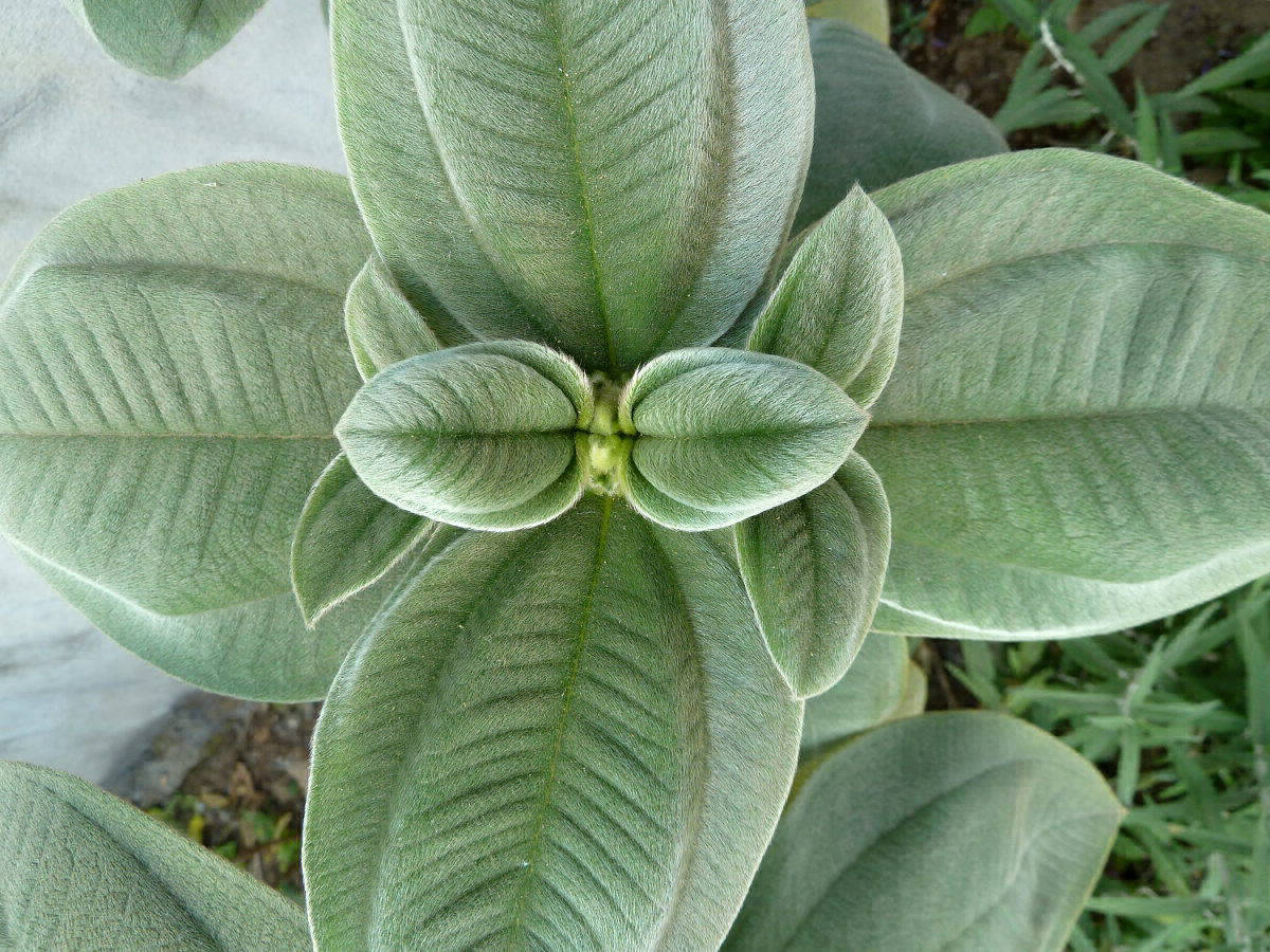 Glory Flower (Tibouchina Grandiflora)