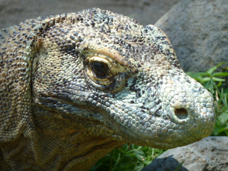 Komodowaran