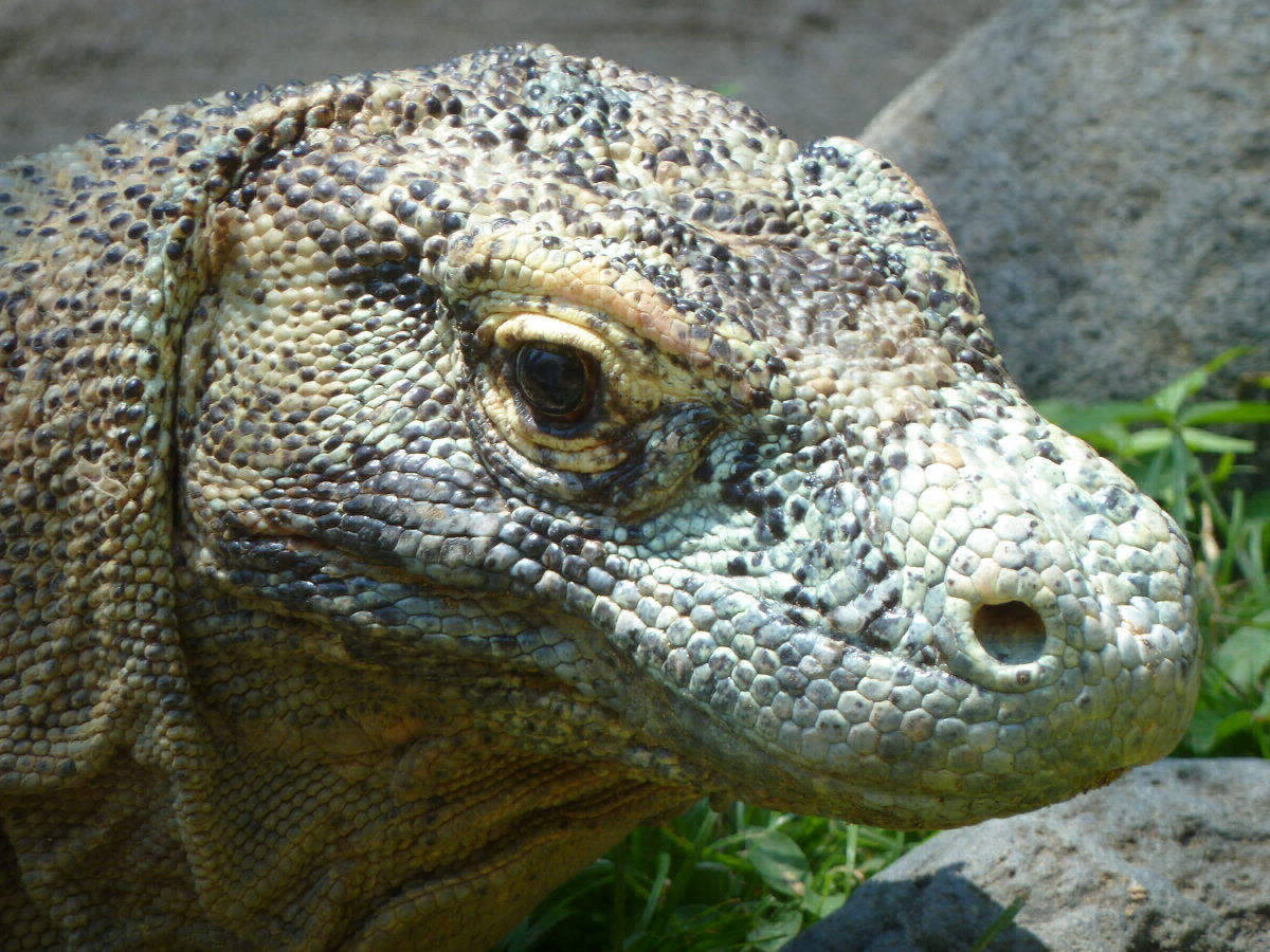 Komodowaran