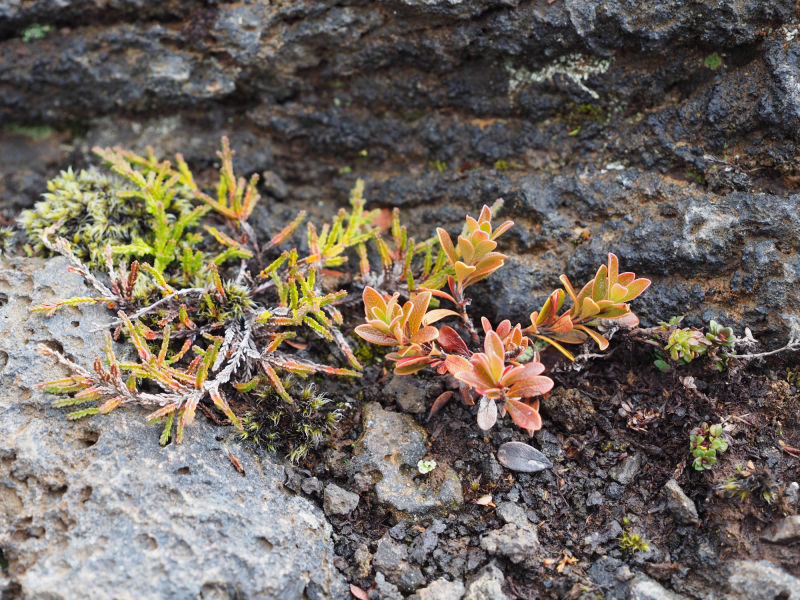 Irgendwas wächst immer auf Lava