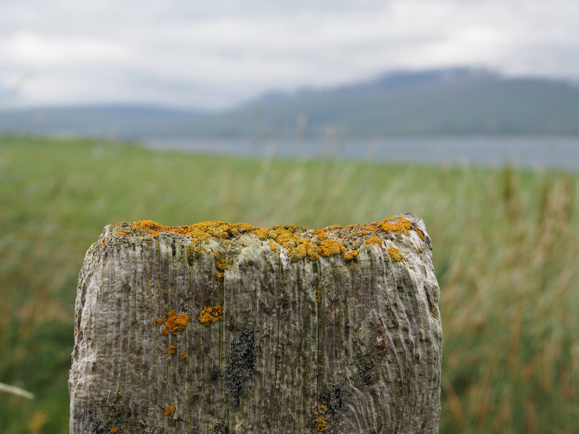 Hölzerne Zaunpfähle sind aus Treibholz