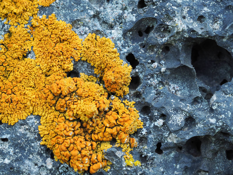 Gelbflechte auf Lavagestein