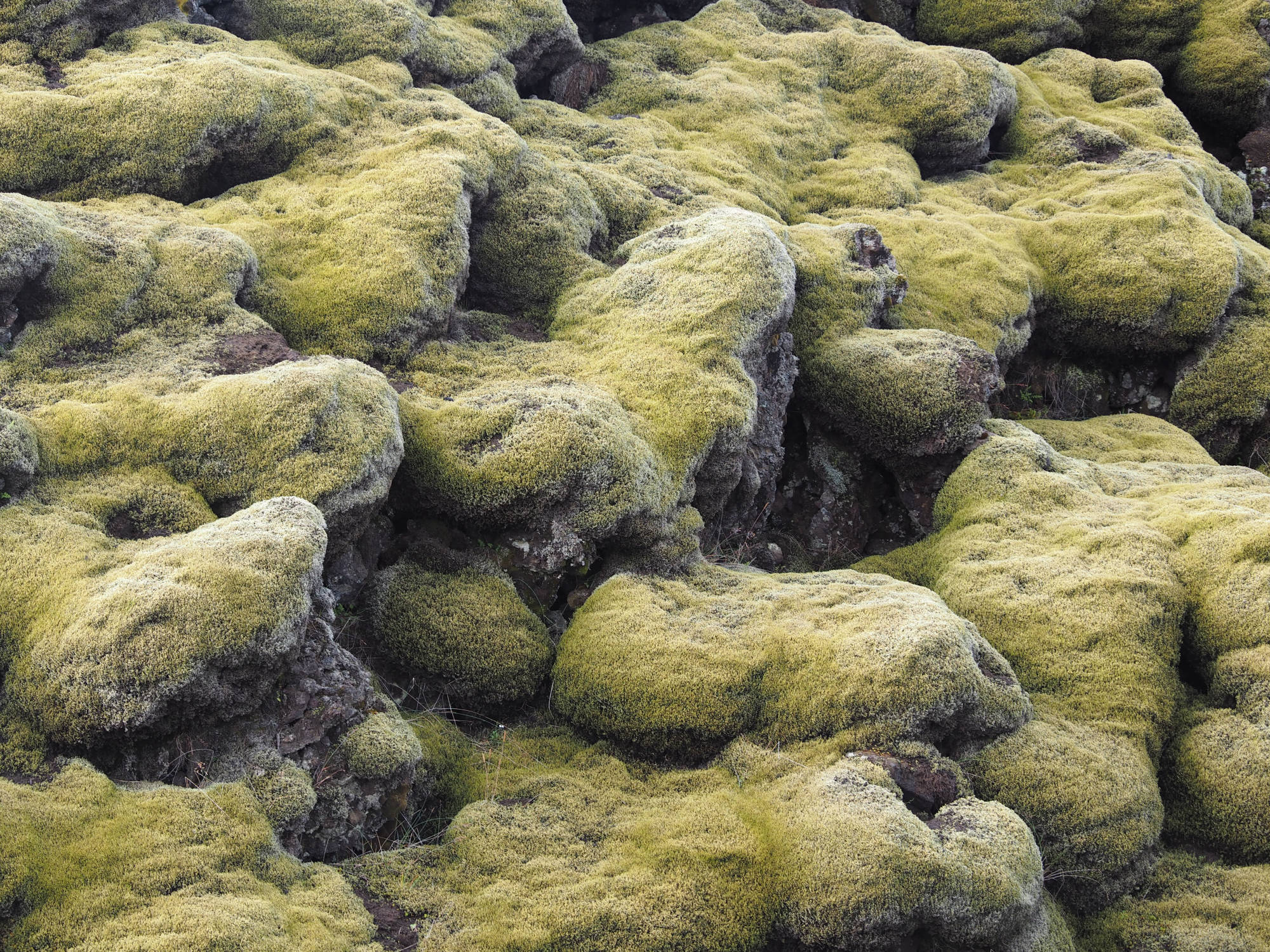 Zackenmützenmoos auf altem Lavagestein
