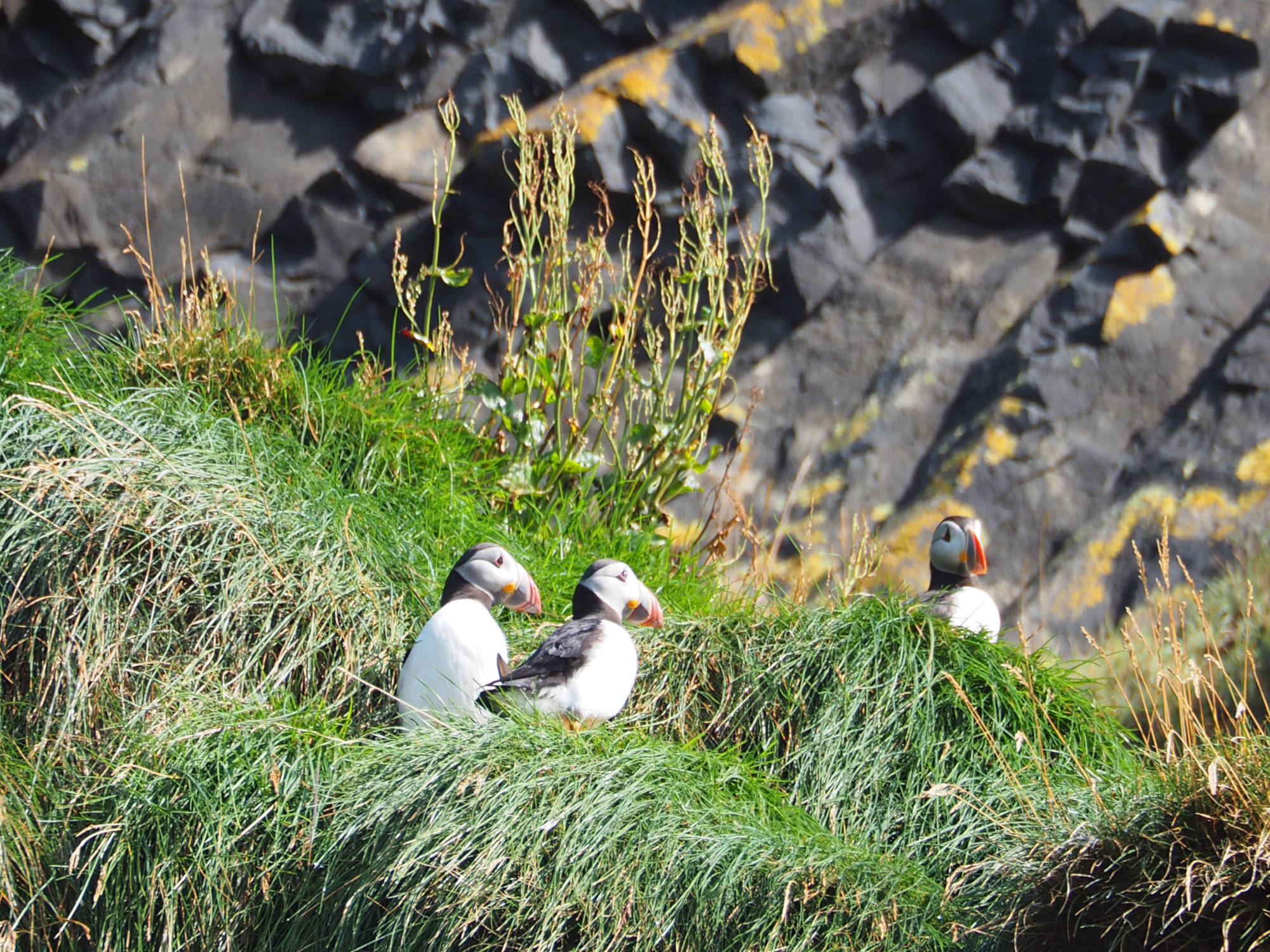 Papageientaucher am Reynisfjara