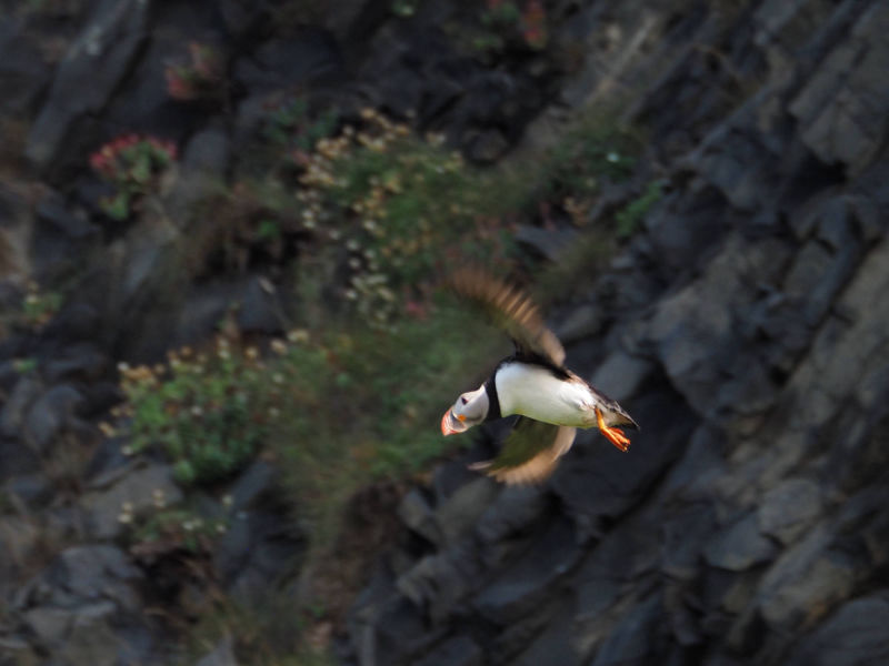 Papageientaucher am Reynisfjara