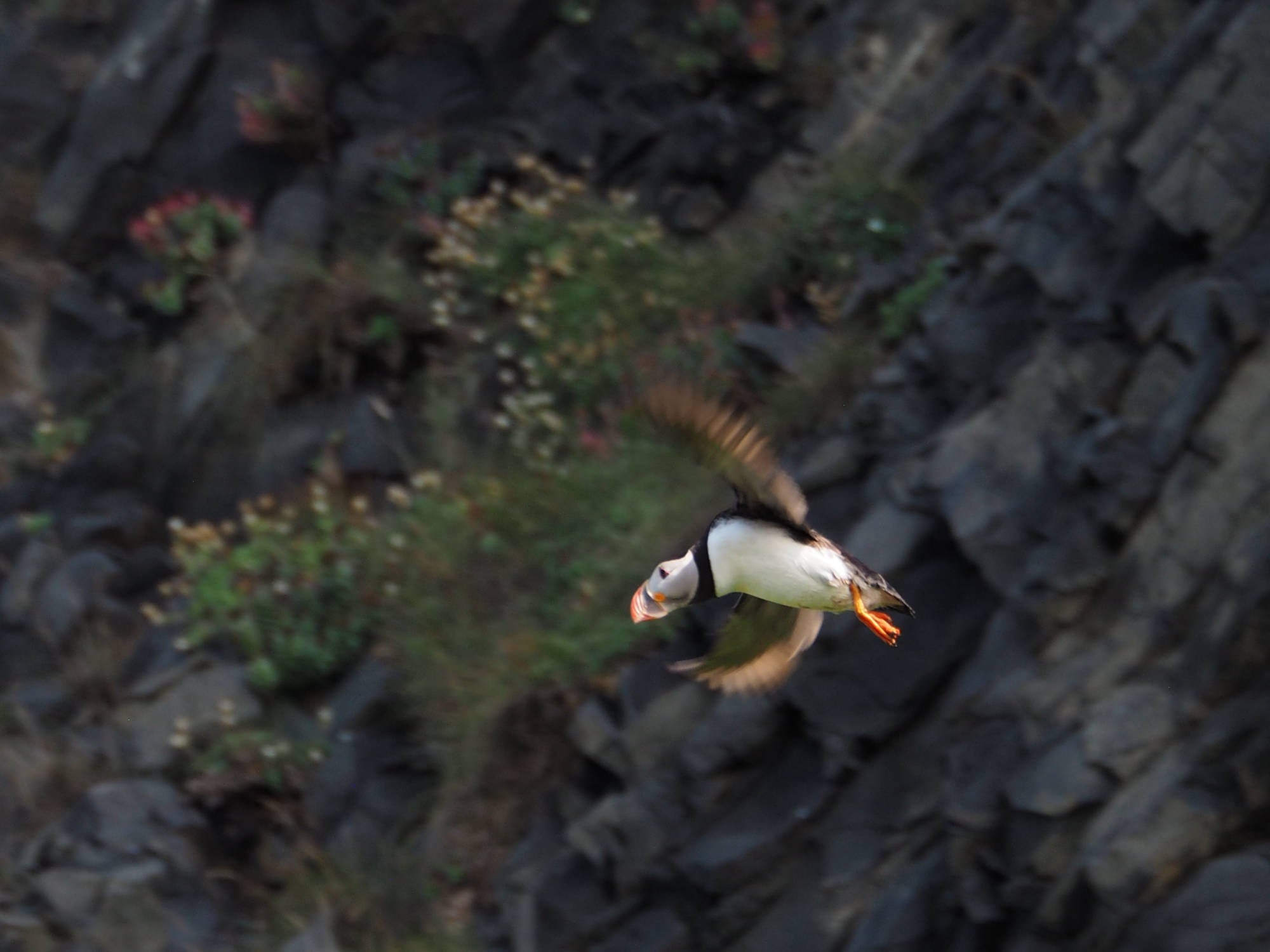 Papageientaucher am Reynisfjara